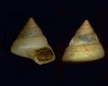 Clelandella aurea